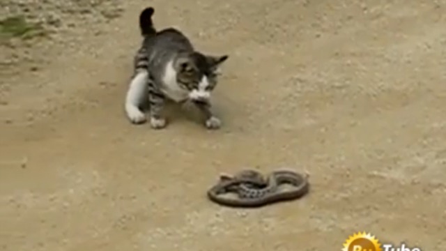 Кот мочит змею смотреть онлайн