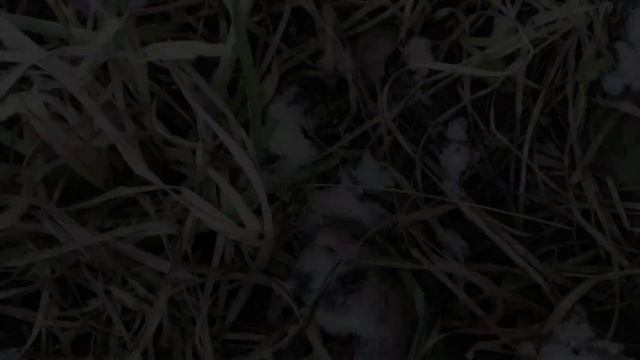 Как кошка ловит мышку / the cat catches the mouse. Жизнь Киси Рыжман. часть 3. смотреть онлайн