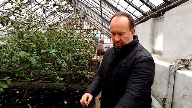 В Донбассе выращивают лимоны смотреть онлайн