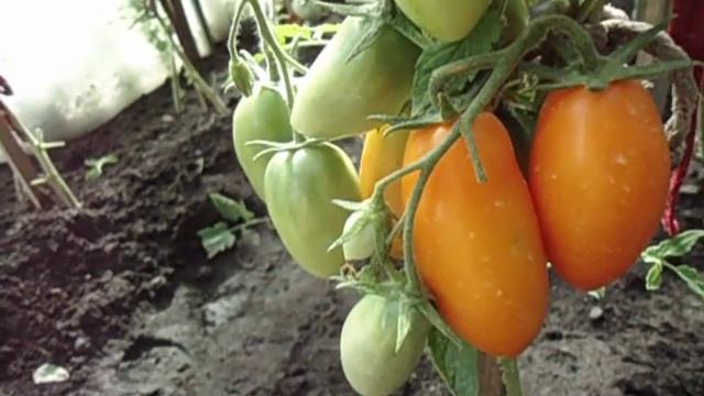 ТОМАТ РУССКИЕ КОЛОКОЛА. ВИДЕООБЗОР. Ольга Чернова 4 июля смотреть онлайн