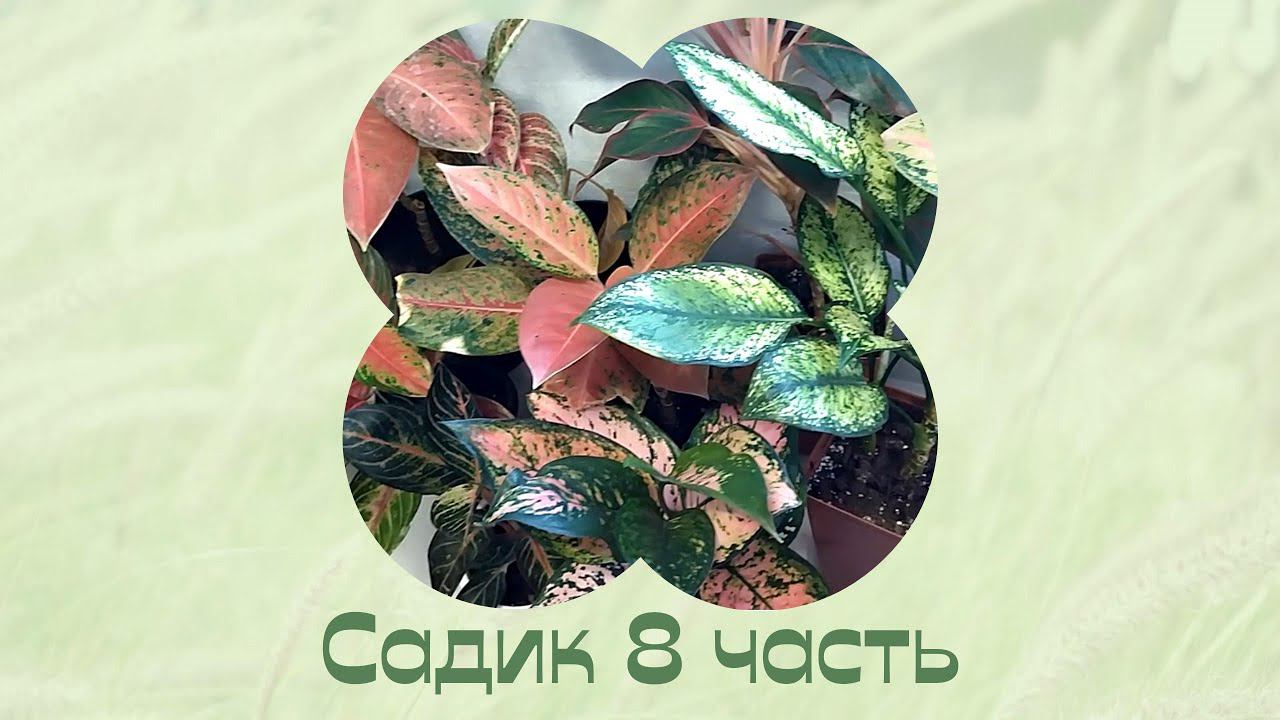 Цветы дома. Мой комнатный садик 8 часть. смотреть онлайн