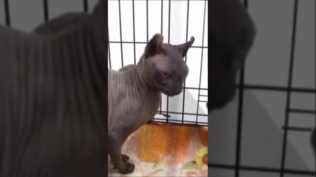Из мексиканской тюрьмы освободила кота-сфинкса с татуировкой смотреть онлайн
