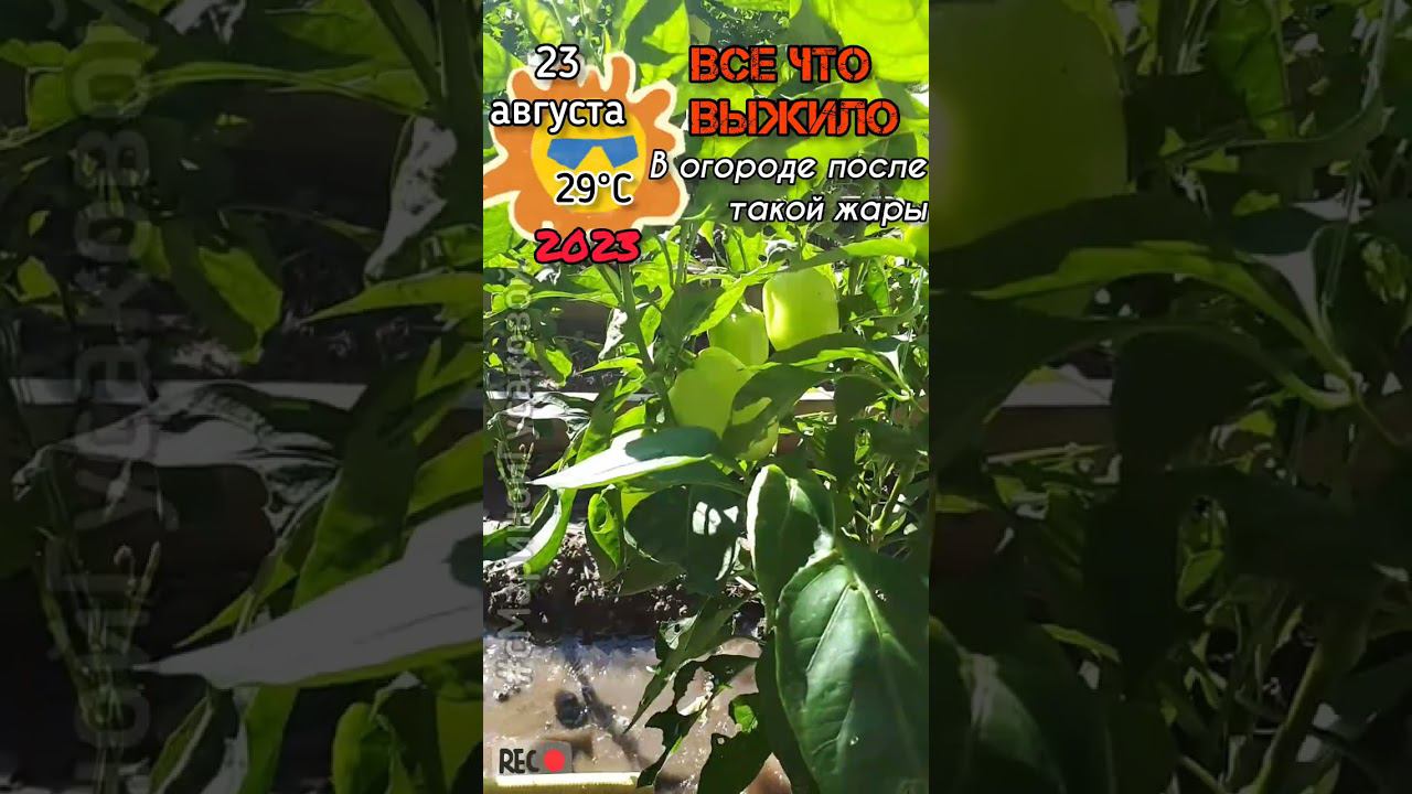 ЧТО ВЫЖИЛО В ОГОРОДЕ ПОСЛЕ АНОМАЛЬНОЙ ЖАРЫ. ВЫВОД - нужна притеняющая сетка. Август 2023. Часть 1-ая смотреть онлайн