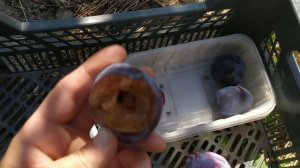 сливы Супериор, Дофи Сандра, Топ Гигант и Киргизская превосходная