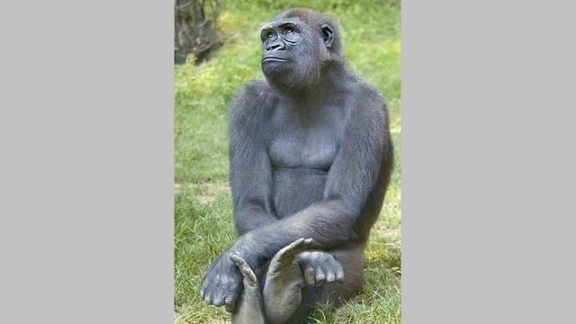 Забавные животные | Funny animals смотреть онлайн