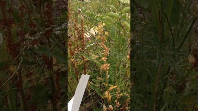 Simplest way to collect foxglove seeds смотреть онлайн
