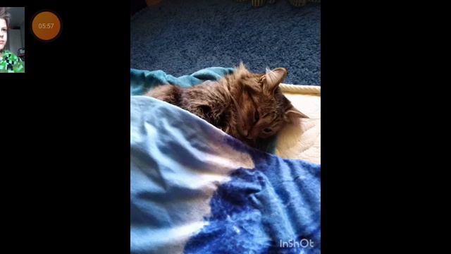 Без Микрофона я Сегодня я посмотрел своих животных смотреть онлайн
