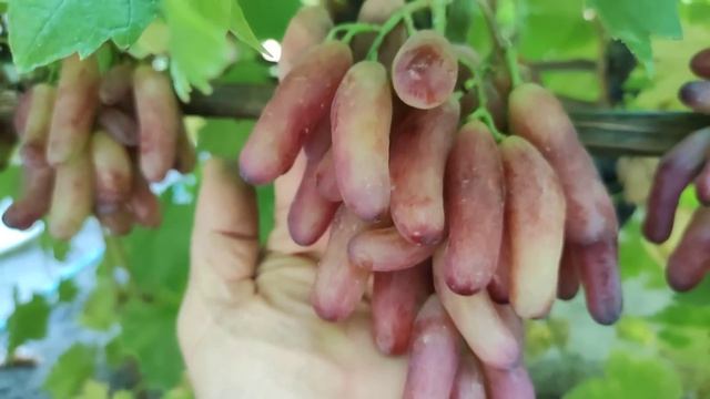 ПОСЛЕДНИЕ ГРОЗДИ И СИГНАЛКИ СЕЗОНА 2022! ТЕЛ.+79054033245, WhatsApp и Viber +79528500417. смотреть онлайн