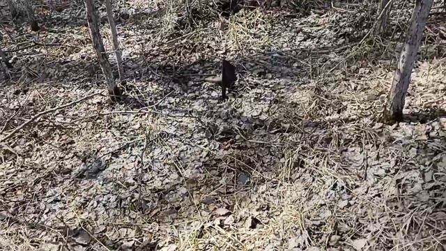 Металлокоп превратился в хобби. ??? смотреть онлайн
