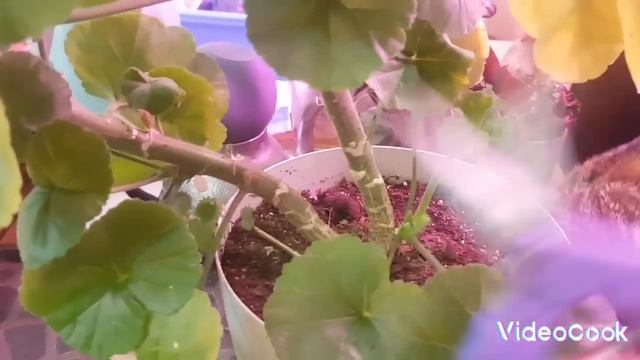 Готовлю пеларгонию к зиме/ осеннее черенкование пеларгонии ??? смотреть онлайн