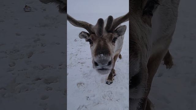Олень🦌бродит в городке, покормил его с рук🍞