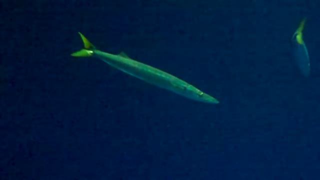 California Barracuda смотреть онлайн
