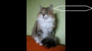 САМЫЕ ЛУЧШИЕ ИМЕНА ДЛЯ КОШЕК Клички имена для кошек КАК НАЗВАТЬ КОТЕНКА КОШКУ ДЕВОЧКУ@A4a4a4a4