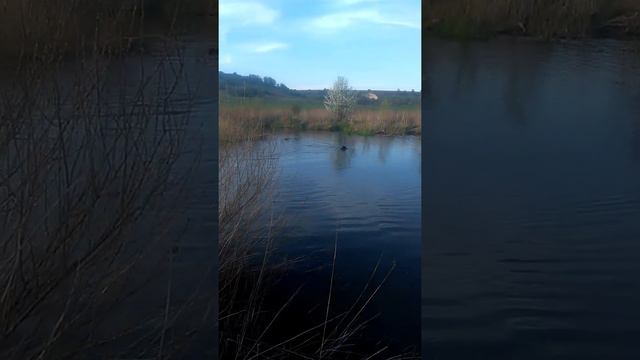 Дратхаар Баді пошук без качки смотреть онлайн