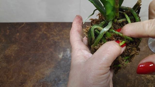 19.11.21.ОРХИДЕЯ из Азии. Yushan Little Amar x Formosa Cranberry. смотреть онлайн