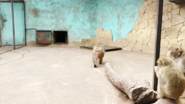 Малыш макаки вырос, несмотря на МАМУ ОКУЛИСТА ? Тайган смотреть онлайн