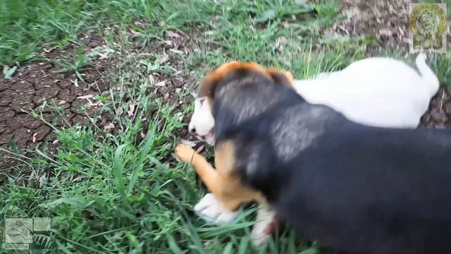 Honey & Kwanza - Dog & Lion Best Friends смотреть онлайн