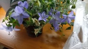 #Комнатныйцветоккампанула #Кампанулауход Почему гибнет кампанула?