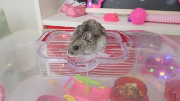 ПРОЩАЙ, ЛАКИ 🐹💔 ПЕСНЯ НА ПАМЯТЬ О МАЛЕНЬКОМ ДРУГЕ