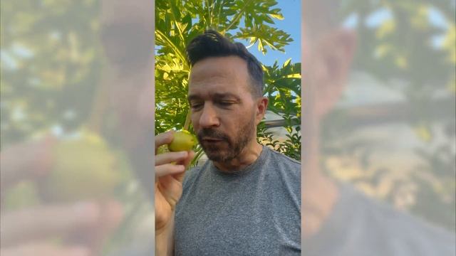 Another new guava, Psidium robustum finally held a fruit. And it tastes like which soda? смотреть онлайн