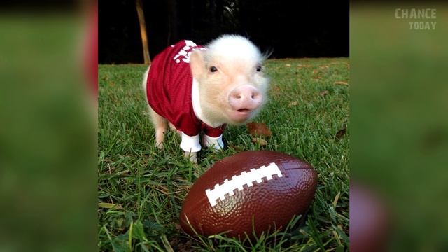 9 самых милых домашних питомцев в мире смотреть онлайн