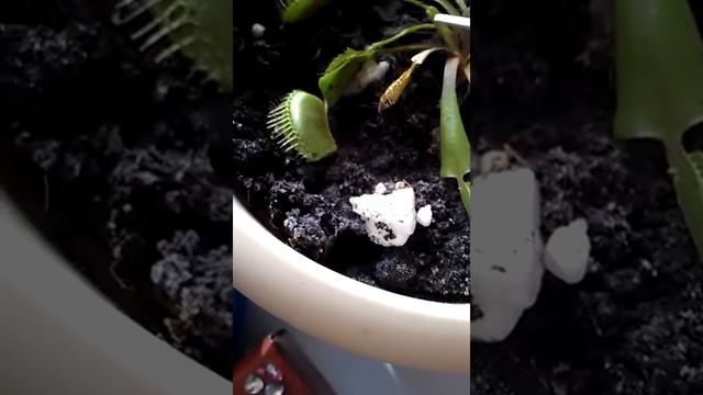 Цветок убийца! Насекомоядный. смотреть онлайн