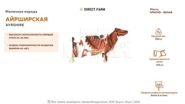 Айрширская молочная порода коров смотреть онлайн