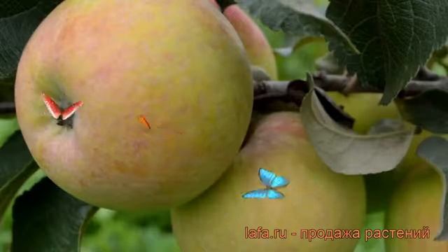 Яблоня обыкновенная Фрегат (malus) ? яблоня Фрегат обзор: как сажать саженцы яблони Фрегат смотреть онлайн