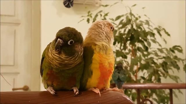 Птички для медитации смотреть онлайн