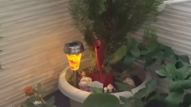 #Balcony Summer Gardening at my Small Balcony/Harvest +Loving the taste of my Female Kiwi #gardenin смотреть онлайн