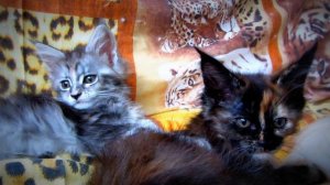 Beautiful kitties.Красивые киски.