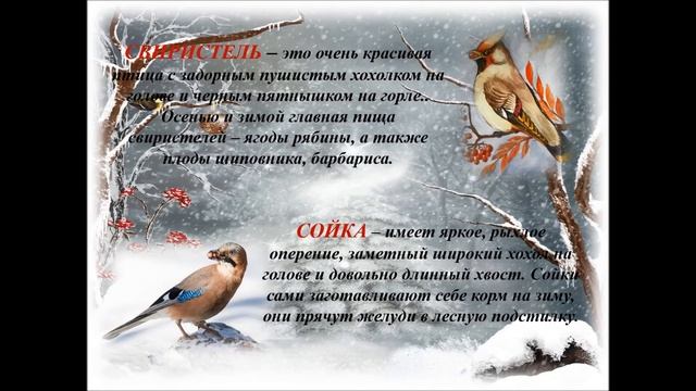 Зимующие птицы России смотреть онлайн