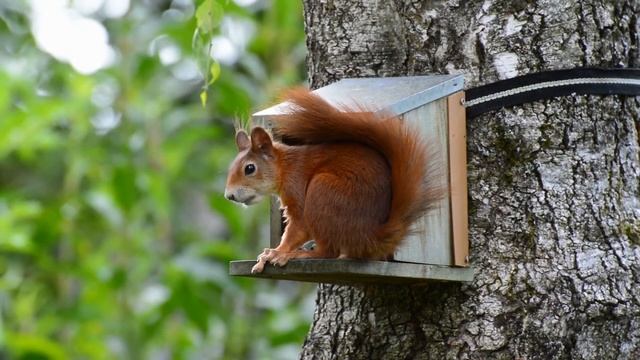 Эдвард ГРИГ - Кобольд смотреть онлайн