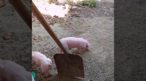 поросята от Юльки , порода терминал , как выглядят поросята терминал , что такое порода терминал