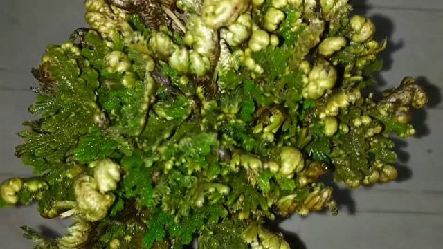 संजीवनी बूटी | How To Grow Selaginella Bryopteris | How To Care For Selaginella Bryopteris смотреть онлайн