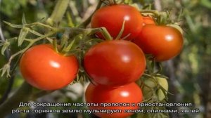 Ранний богатый урожай на радость каждому дачнику — томат «Полбиг»