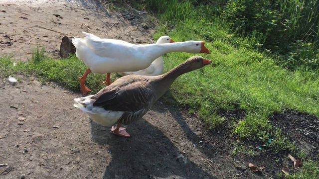 Агрессивный гусь нападает на человека. Гусь напугал ребёнка. Гиси шипят на людей смотреть онлайн