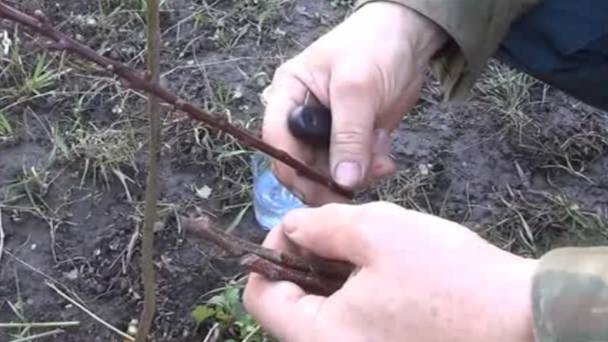 Как привить АБРИКОС на СЛИВУ. Два САМЫХ ПРОСТЫХ способа прививки НАГЛЯДНО_mpeg2video смотреть онлайн