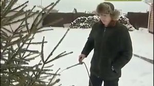 Защита хвойных деревьев препаратами Пуршат