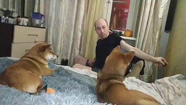 Сиба ину. Встреча Мама Джусси и сынок приехал в гостичерез 2 месяца #сибаину смотреть онлайн
