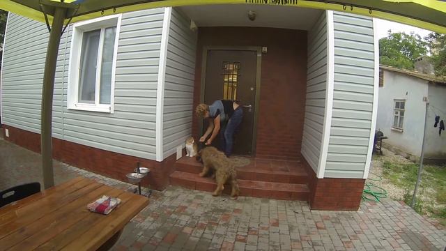 Briard Ulrich 4 months смотреть онлайн