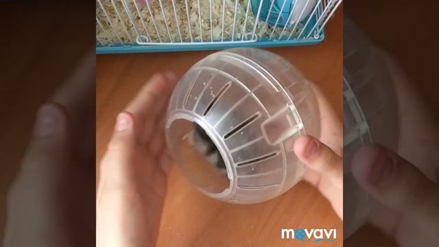 Продолжаю лечить хомячка смотреть онлайн