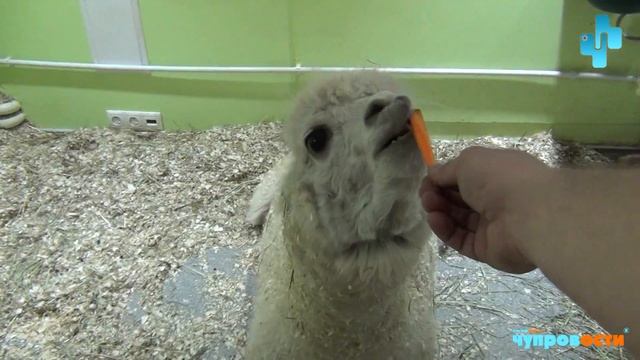 Чупровости (выпуск 7) - 2 мая 2015 смотреть онлайн