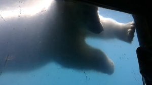 Белый медведь плавает под водой в зоопарке Москвы