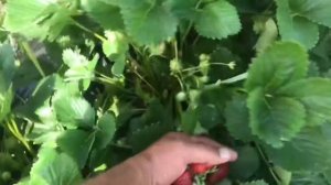 МАЛЬВИНА - самый поздний сорт клубники.