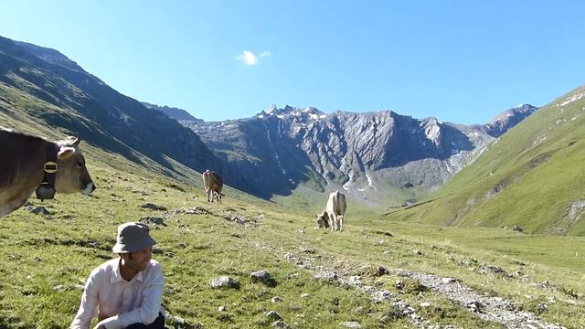 Коровы Швейцарии приветствуют нас в пути на вершину Турба, 3018 метров смотреть онлайн
