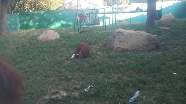 Орангутанги смотреть онлайн