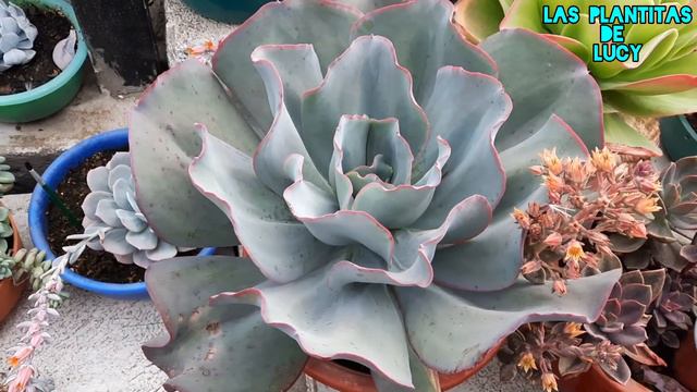 RETO suculentas de color AZUL 💙 ✅️ #suculentas #cactus смотреть онлайн