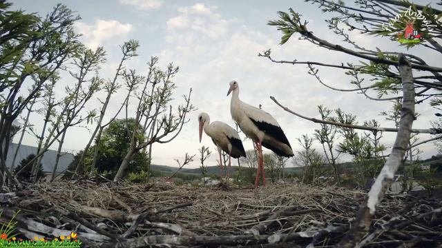 Lovely Animal Sounds: Sika Deer, Koala, Chipmunk, Gerbil, Insect | ANIMAL (BGM) смотреть онлайн