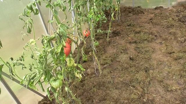 Nie wieder umgraben Unkrautfrei Aktiver Mulch Effektive Mikroorganismen kostenlos selber machen EMa смотреть онлайн